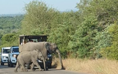 EAGLE Student Supports Savanna Monitoring in Kruger National Park