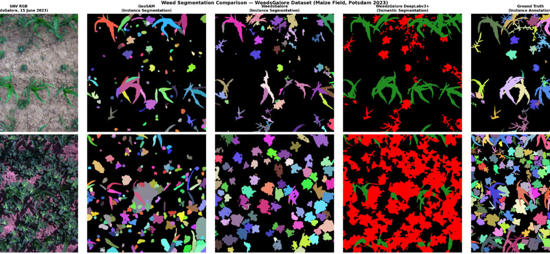 EAGLE Innolab Presentation: Very high-resolution UAV-based Weed Segmentation: Data Processing, Modelling, and Exploration of Vision-Language Models for Agriculture